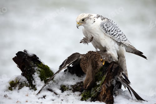 Preview: Closeup shot of a White Gyr Falcon perched on wood over a prey duck