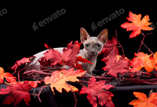 Preview: Sphynx cat with autumn leaves