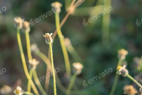 Preview: Delicate Flower Buds in Sunlight