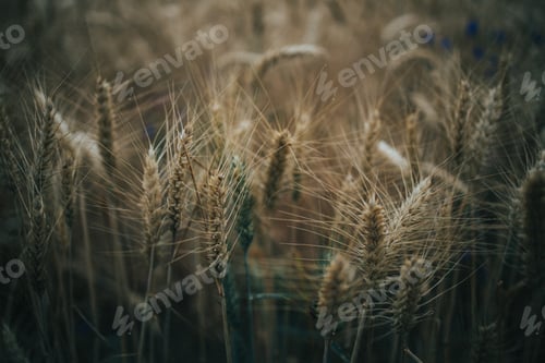 Preview: Selective focus shot of ripen wheat grains on the wheat field