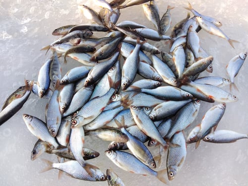Preview: Winter fishing catch of the day, fisherman's pride
