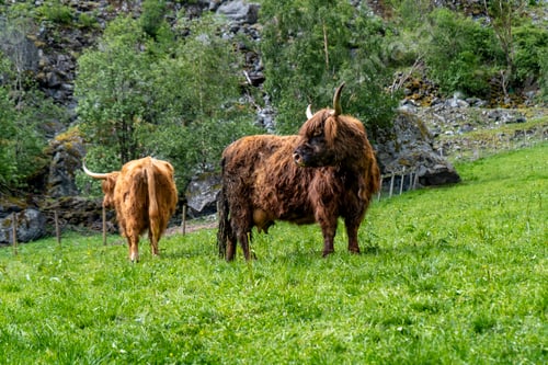 Preview: Shaggy Highland cows grazing on vibrant Norwegian pastures.
