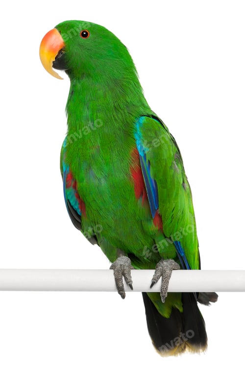 Preview: Male Eclectus Parrot, Eclectus roratus, perching in front of white background