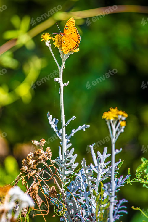 Preview: A Butterfly and flower in Midtown Sacramento, CA