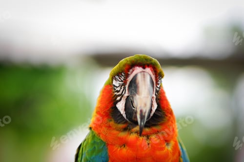 Preview: bird, parrot, Scarlet, Macaw