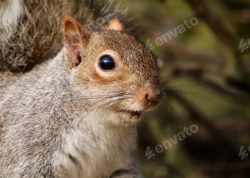 Preview: Close-Up of a Squirrel in Natural Woodland Environment