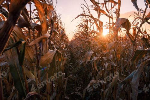 Preview: Ripe corn on a rural field