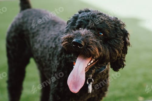 Preview: Black Barbet dog on a blurry background