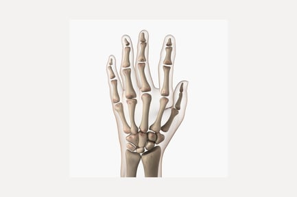 Preview: Lateral view of hand bones with partial digit articulation