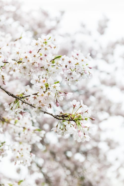 Preview: White Blossom Cherry Tree during Spring Season