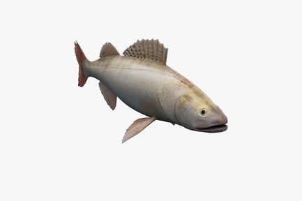Preview: Lateral view of a perch