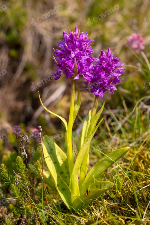 Preview: Wild orchid, scientific name; Dactylorhiza nieschalkiorum, Dactylorhiza