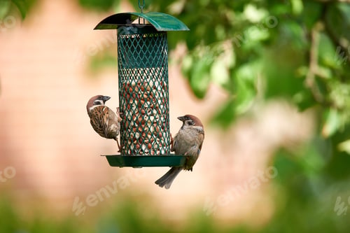 Sparrows Perched on a Green Bird Feeder