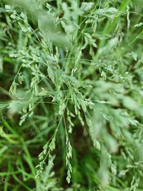 Preview: Green grass. Greenery. Nature