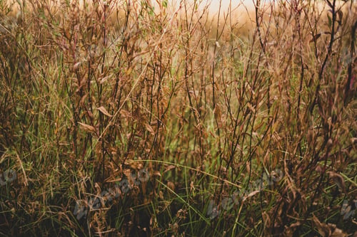 Preview: Field of dry windswept meadow grasses and wildflowers