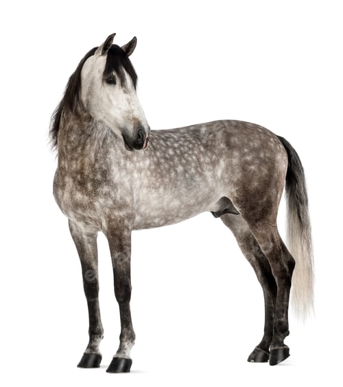 Preview: Andalusian, 7 years old, looking back