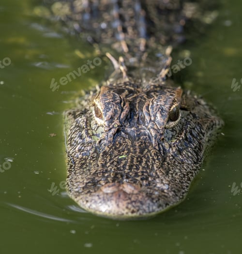 Preview: An Alligator in Florida