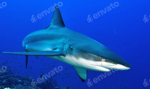 Preview: Shark swimming underwater in ocean