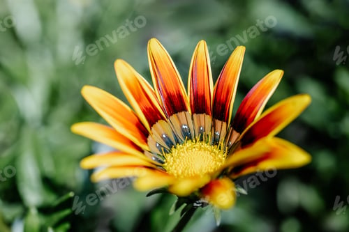 Preview: Gazania rigens on a natural green background.