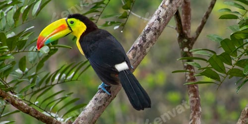 Preview: Keel-billed Toucan, Tropical Rainforest, Costa Rica