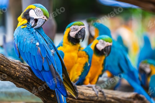 Preview: Group of colorful macaw on tree branches