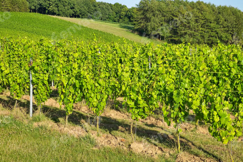 Preview: Beautiful shot of a wide vineyard on a sunny day