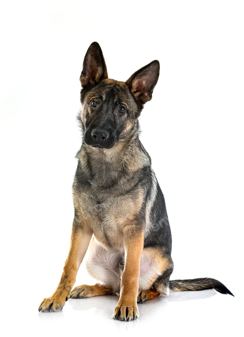 Preview: young german shepherd