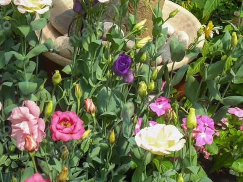 Preview: Eustoma, commonly known as lisianthus or prairie gentian flowers. Ornamental herbaceous plant.