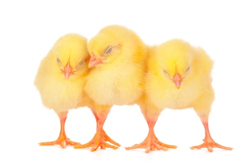 Preview: chicks in front of white background. creative photo
