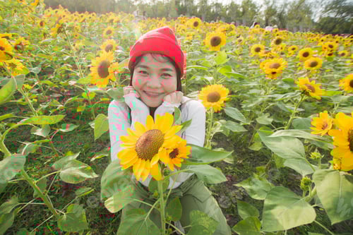 Preview: woman with sunflower in the garden. soft focus and color effect.