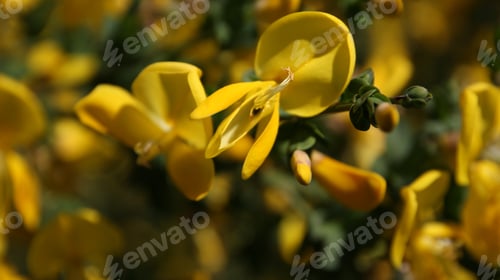 Preview: Yellow petals of Cytisus scoparius plant flowers