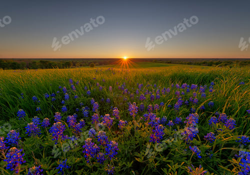 Preview: Bluebonnet Flowers in Ennis