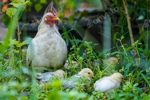 Preview: Hen with chicken in the field