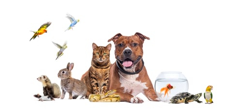 Preview: Large group of pets posing together on white background