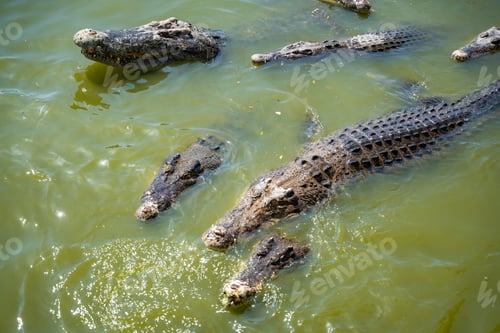 Preview: Crocodile feeding or fishing in Crocodile farm in Pattaya, Thailand