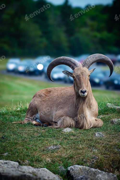Preview: Barbary sheep with large curved horns resting on a grassy field with cars in the background