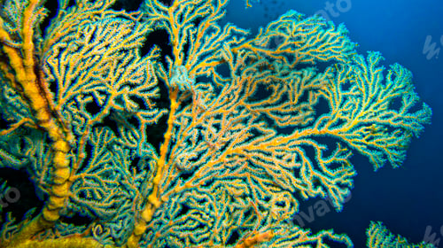 Preview: Sea Fan, Sulawesi