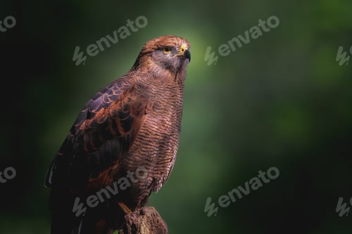 Preview: Savanna Hawk (Heterospizias meridionalis) - Bird of Prey