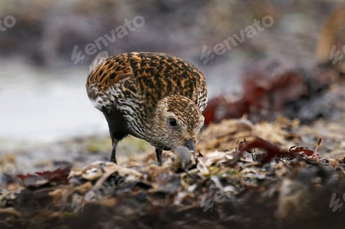 Preview: Dunlin (Calidris alpina)