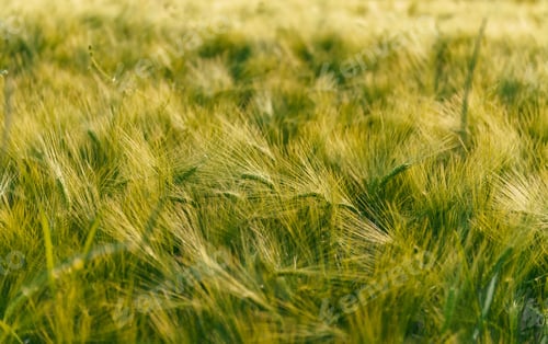 Preview: Natural light illuminating green wheat or barley field