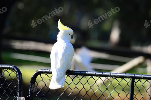 Preview: bird, cockatoo, pet, parrotsss