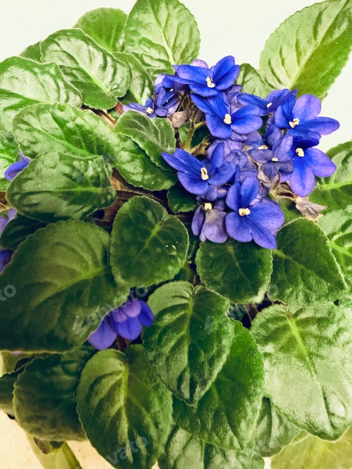 Preview: African violets.