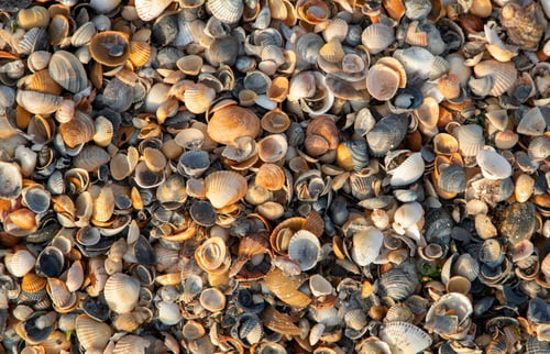 Preview: a close-up of a seashell carpet on the beach