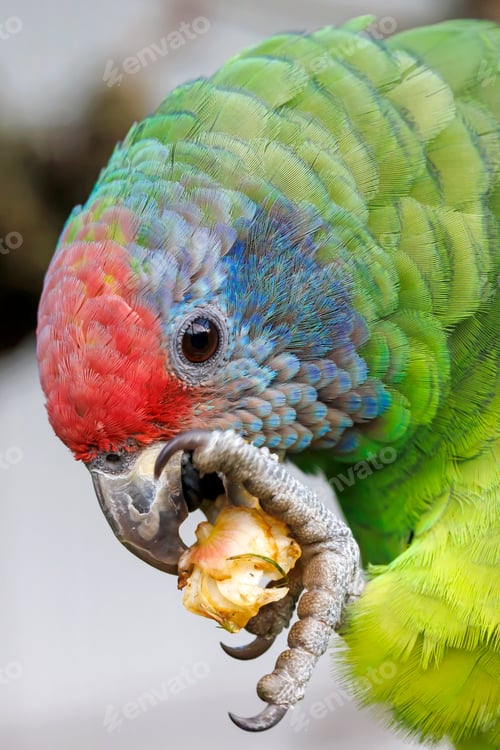 Preview: close up of a red-tailed amazon (Amazona brasiliensis)