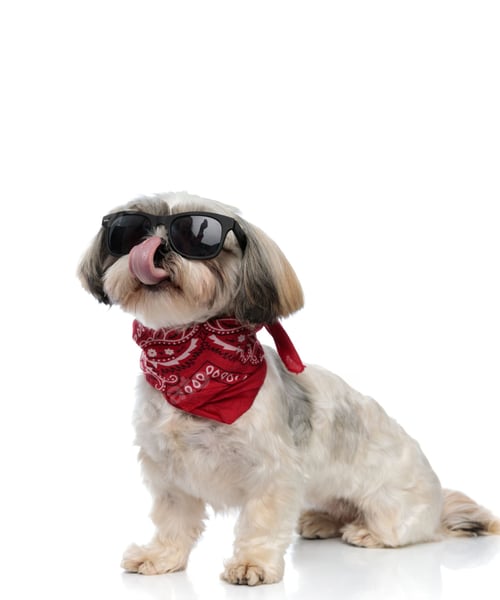 Preview: dog, dogs, pets, hairy, isolate
