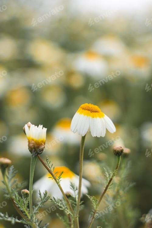 Preview: a field of daisies with blurred background