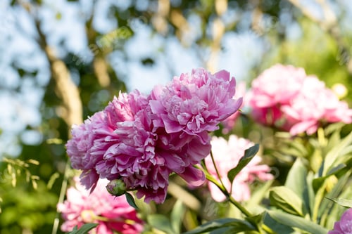Preview: Peony Rose heart bloomed in spring