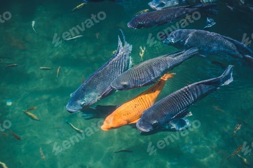 Preview: Natural background. Lake with colorful fish