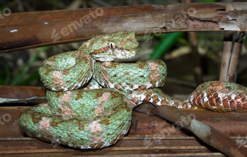 Preview: Eyelash Viper in Costa Rica