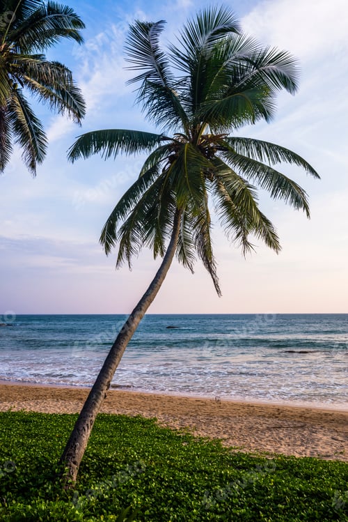 Preview: Palm tree, Mirissa Beach, South Coast of Sri Lanka, Asia